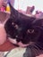 Two Adorable cats looking for a new home Carousel 10