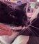 Two Adorable cats looking for a new home Carousel 11