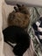 Two Adorable cats looking for a new home Carousel 13