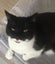 Two Adorable cats looking for a new home Carousel 14