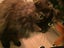 Two Adorable cats looking for a new home Carousel 16