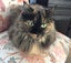 Two Adorable cats looking for a new home Carousel 17