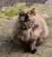 Two Adorable cats looking for a new home Carousel 18