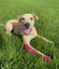 Louie - 8 months old, Good with Other Dogs Carousel 1