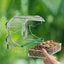 Clear Window Bird Feeder Carousel 4