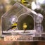 Acrylic Window Bird Feeder Carousel 6