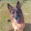 Sunny - Shepherd - BOI Animal Rescue Trust Carousel 3