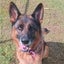 Sunny - Shepherd - BOI Animal Rescue Trust Carousel 1