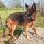 Sunny - Shepherd - BOI Animal Rescue Trust Carousel 2
