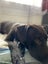sweet 1 year old Female Dog- Loving Home needed Carousel 4