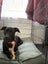sweet 1 year old Female Dog- Loving Home needed Carousel 3