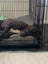 sweet 1 year old Female Dog- Loving Home needed Carousel 5