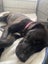 sweet 1 year old Female Dog- Loving Home needed Carousel 6
