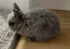 Mini Lop cross Netherland Dwarf Rabbit Carousel 6