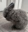 Mini Lop cross Netherland Dwarf Rabbit Carousel 5