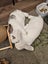 Bonded Pair Of Purebred Mini Lops Carousel 3