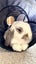 Bonded Pair Of Purebred Mini Lops Carousel 6
