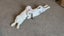 Bonded Pair Of Purebred Mini Lops Carousel 7