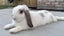 Bonded Pair Of Purebred Mini Lops Carousel 8