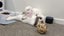 Bonded Pair Of Purebred Mini Lops Carousel 10