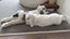 Bonded Pair Of Purebred Mini Lops Carousel 11