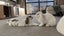 Bonded Pair Of Purebred Mini Lops Carousel 12