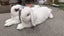 Bonded Pair Of Purebred Mini Lops Carousel 9