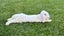 Bonded Pair Of Purebred Mini Lops Carousel 5