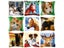 New Cat Giraffe Dog Series Latch Hook Mat Kits Embroidery DIY Button Pad Carousel 3