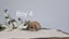 Pure Bred Mini Lops. Carousel 8