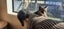 2 x brown tabby 10 -14 week old kittens Carousel 1