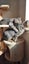 2 x brown tabby 10 -14 week old kittens Carousel 3