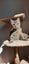 2 x brown tabby 10 -14 week old kittens Carousel 4