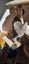 2 x brown tabby 10 -14 week old kittens Carousel 5