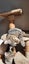 2 x brown tabby 10 -14 week old kittens Carousel 13