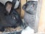 Cuddly Flemish Giant Rabbit Pair Looking for Great Forever Home Carousel 2