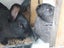 Cuddly Flemish Giant Rabbit Pair Looking for Great Forever Home Carousel 3
