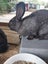 Cuddly Flemish Giant Rabbit Pair Looking for Great Forever Home Carousel 4