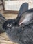Cuddly Flemish Giant Rabbit Pair Looking for Great Forever Home Carousel 5