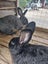 Cuddly Flemish Giant Rabbit Pair Looking for Great Forever Home Carousel 1