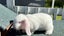 Mini lop bunny Carousel 3