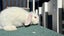 Mini lop bunny Carousel 4
