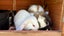Mini lop bunny Carousel 5