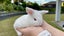 Mini lop bunny Carousel 6