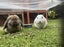 Minilop Rabbit Pair Carousel 1
