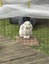 Minilop Rabbit Pair Carousel 2
