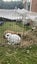 Minilop Rabbit Pair Carousel 3