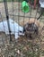 Minilop Rabbit Pair Carousel 4