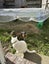 Minilop Rabbit Pair Carousel 8