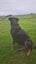 Rottweiler Babies Carousel 3